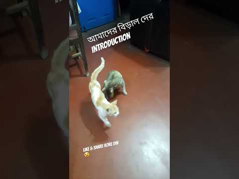 INTRODUCTION OF OUR CATS!! ft. Kali & Browni 😄😄 #cat #catlover #catvideos #catshorts #bengalivlog
