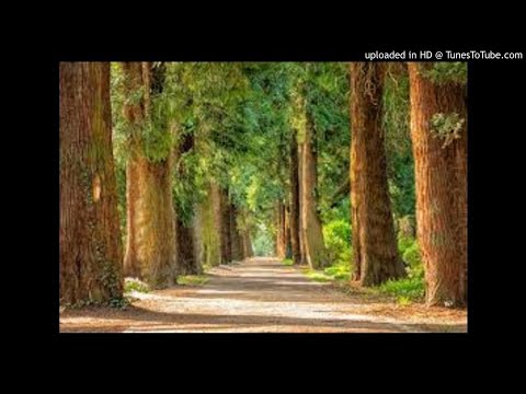 [Free] BADBADNOTGOOD / Tyler, The Creator / Interlude Type Beat - "Nature Walk"
