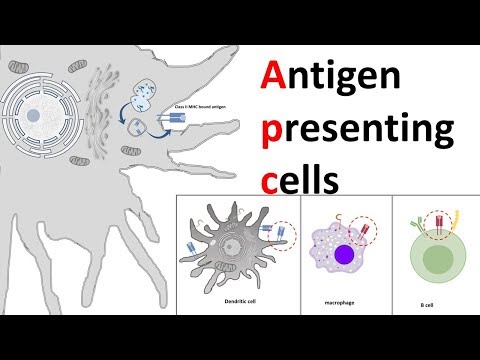 Antigen Presenting Cells (APC)