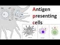 Antigen Presenting Cells APC