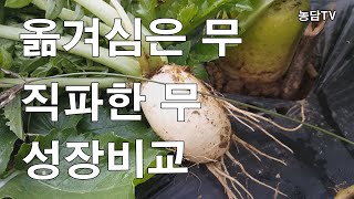 옮겨심은 무와 직파한 무의 성장비교-뿌리작물은 옮겨 심으면 성장이 더뎌집니다.