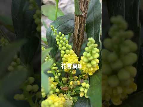 常緑の黄色い花を持つ低木 植物 テラコッタ プランター