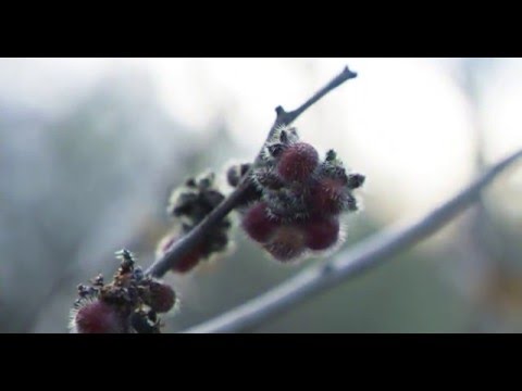 Musumeci, The Element MT - Pneuma (Olderic Remix) Video Cut