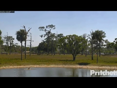 SWFL Eagles ~ Osprey Dives Into Pond & Scores A Fish w/ SLO MO  3.22.19