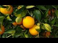When to pick oranges and tangerines