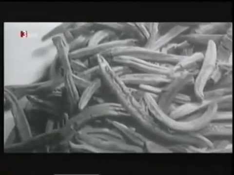 Albert Hofmann und Ernst Jünger sprechen über ihre LSD Erfahrungen