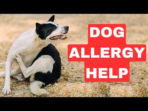 The Best Dog Food For Allergies - Exploring Every Possibility (LIVE) 4K