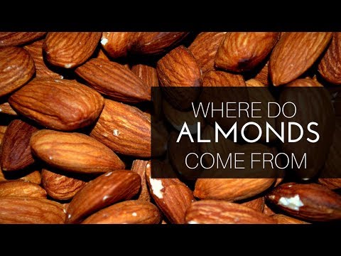 download lagu mp3 mp4 History Of Almonds, download lagu History Of Almonds gratis, unduh video klip History Of Almonds