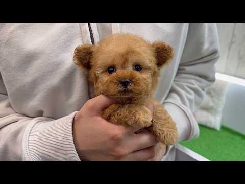 YouTube動画のサムネイル