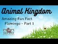 Animal Kingdom Amazing Fun Fact About Flamingo Part 1