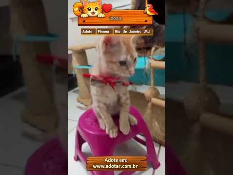 Vídeo de leona