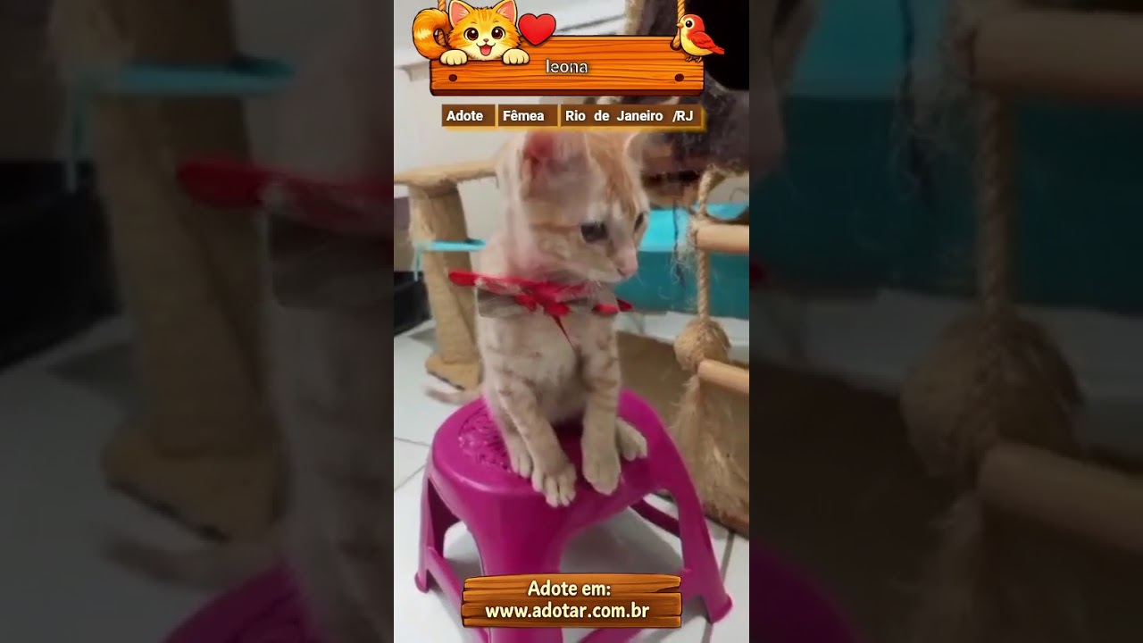 Gato raça SRD-ViraLata idade 2 a 6 meses nome leona