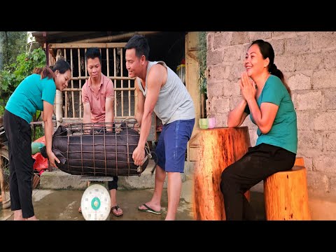 The joy of the farmer family - Selling the first herd of pigs at the farm