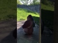 Gorillas At Detroit Zoo