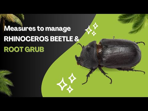 Measures to manage RHINOCEROS BEETLE & ROOT GRUB - 9148152790