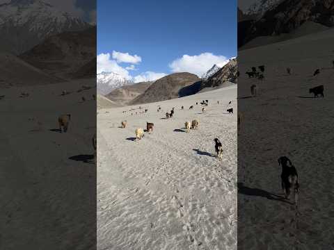 Sarfarnga cold desert 🌵 | cold desert Sakardu #desert #colddesert #sakardu #ytshorts #nature #short