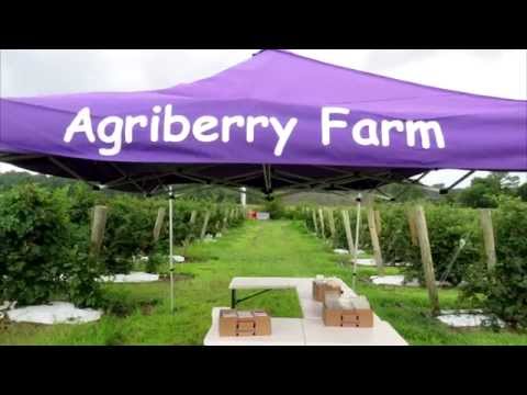 download lagu mp3 mp4 Blackberry Picking Richmond Va, download lagu Blackberry Picking Richmond Va gratis, unduh video klip Blackberry Picking Richmond Va