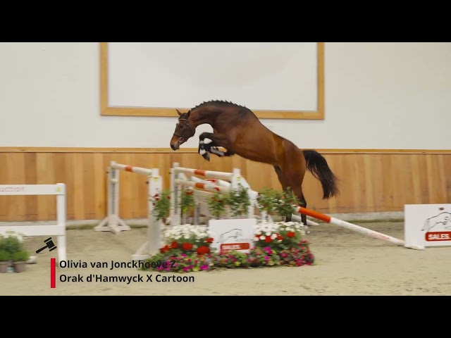 Olivia vd Jonckhoeve (Orak d'Hamwyck x Cartoon)