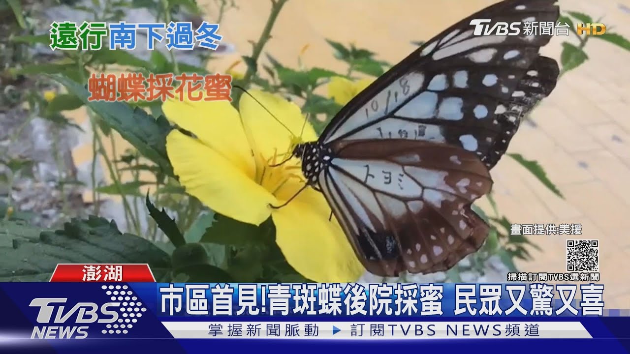 日青斑蝶現蹤! 歷46天飛2277公里抵澎湖