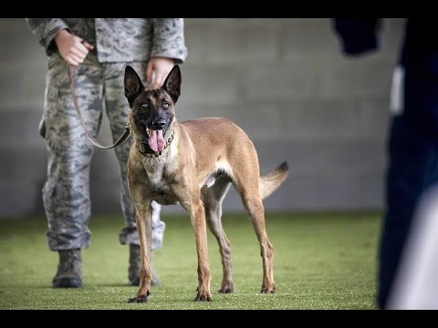 download lagu mp3 mp4 Club Du Malinois, download lagu Club Du Malinois gratis, unduh video klip Club Du Malinois