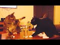 Cats Being JERKS - Funny Cat Compilation Try Not To Laugh || PETASTIC 🐾
