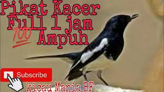 Download lagu Mp3 Suara pemikat burung Kacer sangat ampuh mp3 Download lagu Mp3 Suara pemikat burung Kacer sangat ampuh mp3