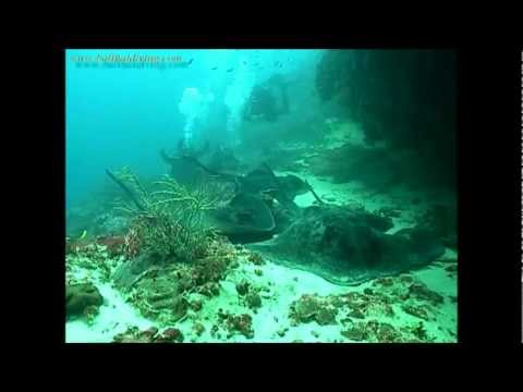 Diving Bali HD - Amazing dive, Good drift!