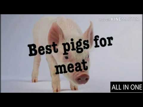 Best pigs for meat found in assam || Top 6 Pigs Breed...