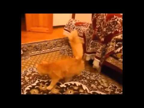 Funny Cats Don't die by laughing  1