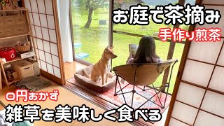 【独身女と保護犬】庭で茶摘みができる家｜畑の雑草を美味しく食べる【平屋暮らし】