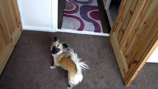 dog obedience cross breed - chihuahua & bichon frise - tricks - play dead, roll over and more!