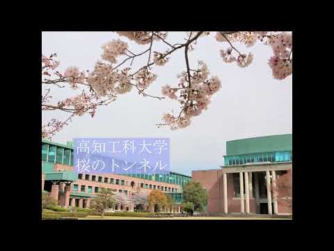 高知工科大学　桜のトンネル