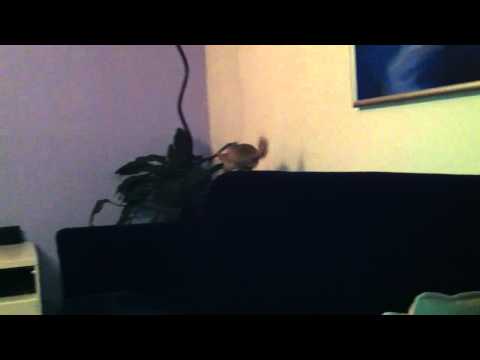 Skippy op de bank (chinchilla)