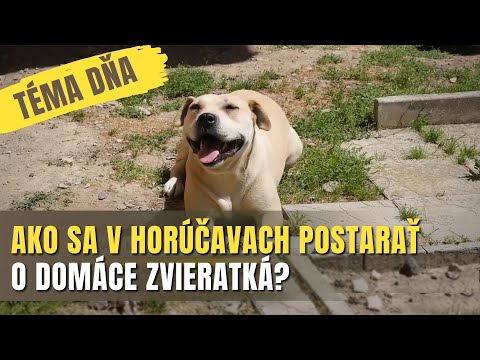 TÉMA DŇA - Domáci miláčikovia a horúčavy