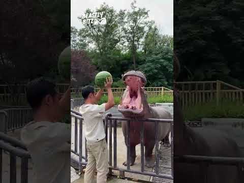 🦛🍉 Hippo's Watermelon Treat! 😄🌊