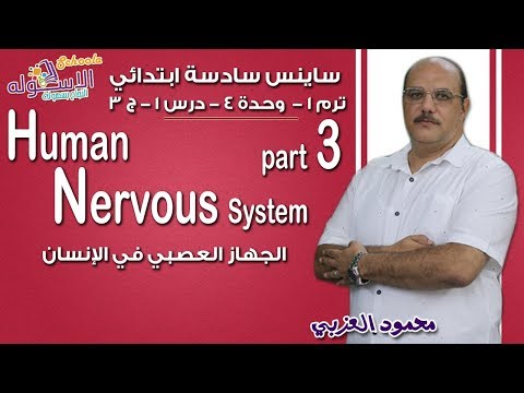 ساينس سادسة ابتدائي 2019 | Human Nervous System | تيرم1 - وح4 - در1- جزء 3 | الاسكوله