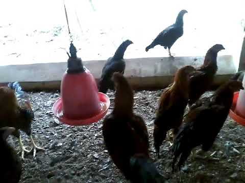 Nadan Kozhi Kunjungal Chicks