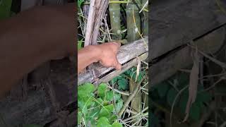 Download lagu Sarang tupai di dalam bambu #birds #nature #animals #tupai mp3 Download lagu Sarang tupai di dalam bambu #birds #nature #animals #tupai mp3