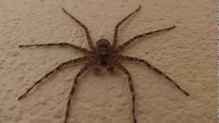 preview picture of video 'Fast African spider chased by finger'