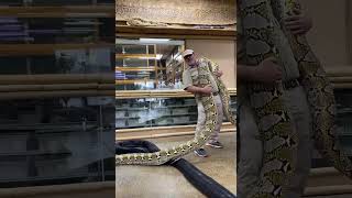 Epic Giant Snake! 🐍 by Prehistoric Pets TV
