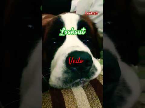 ভেদো Cute 🐕 Vedo #lookout #vedo #shorts