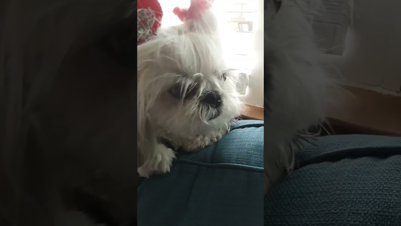 my dog doesn't want to go outside