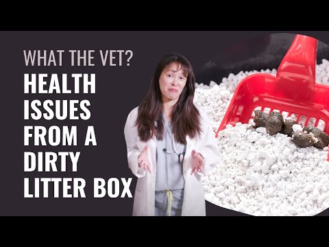 Cat Health Issues From a Dirty Litter Box - Dr. Justine Lee