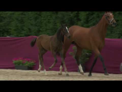 KN 49 Grand Depart Hf v. Glasgow van't Merelsnest - Cormint