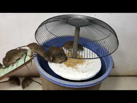 Good idea Mouse Trap 🐭 10 Mice Trapped in one night 🐀 Best mouse/ Rat Trap 🐀