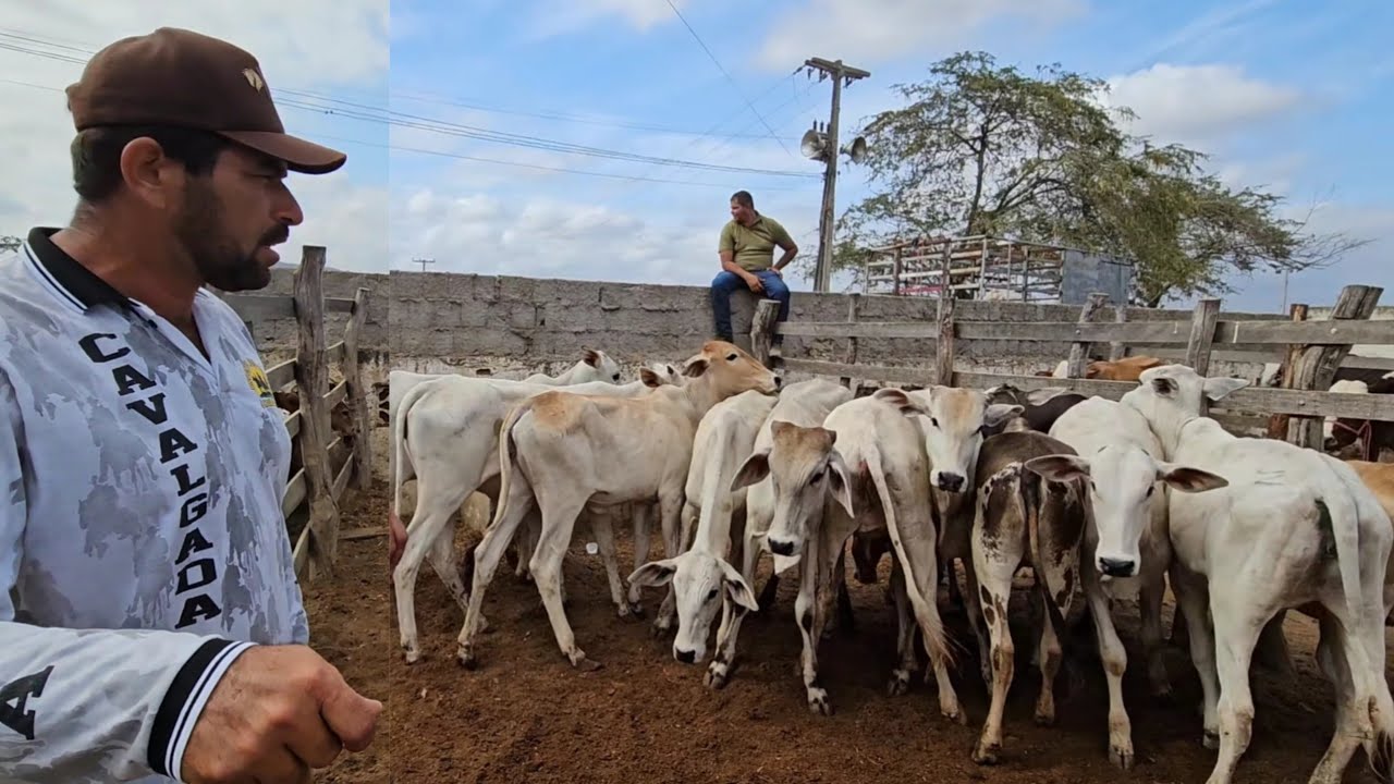 FEIRA DO GADO SANTA CRUZ DO CAPIBARIBE-PE DIA 25/11/2024