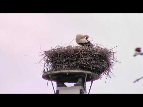 Heukelum - Stadswandeling, 9 mei 2024