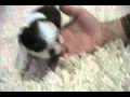 Ms Puppy Connection ~ Teacup Shih Tzu Baby ...