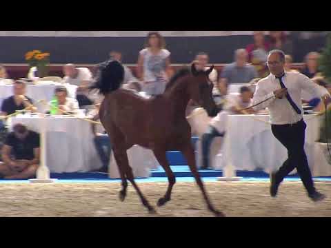N.106 MARISSE AL TIGLIO - Italian Nationals 2018 - Futurity Fillies (Class 13)