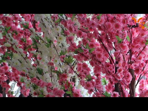 شاهد بالفيديو.. صباحكم ورد #المربد
